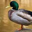 @FolatheDuckofDuckingburg